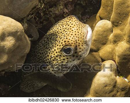 "Spot-fin Porcupinefish (Diodon hystrix), Mangrove Bay, Red Sea, Egypt, Africa" View Large Photo Image Stock Image - "Spot-fin Porcupinefish (Diodon hystrix), Mangrove Bay, Red Sea, Egypt, Africa". Fotosearch