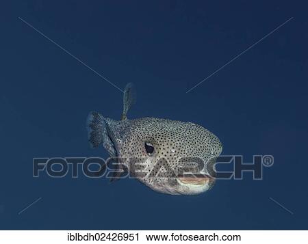 "Spot-fin Porcupinefish (Diodon hystrix), Mangrove Bay, Red Sea, Egypt, Africa" View Large Photo Image Stock Image - "Spot-fin Porcupinefish (Diodon hystrix), Mangrove Bay, Red Sea, Egypt, Africa". Fotosearch