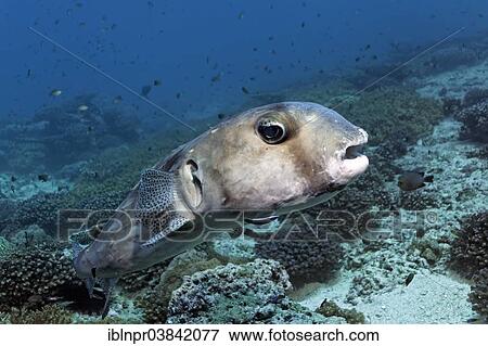 Stock Photo - "Spotfin burrfish (Chilomycterus reticulatus), Dimaniyat Islands nature reserve, Al Batinah region, Oman, Asia". Fotosearch