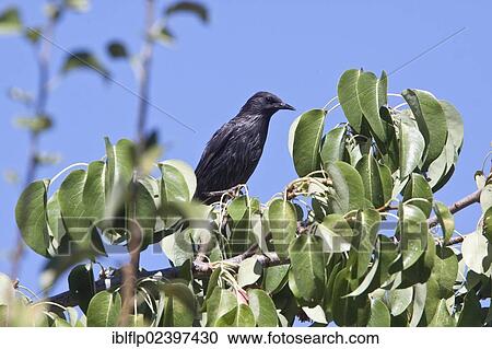 Spotless Starling (Sturnus unicolor) on pear tree View Large Photo Image Stock Image - Spotless Starling (Sturnus unicolor) on pear tree. Fotosearch
