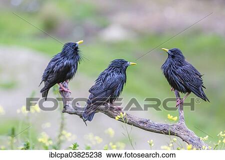 Stock Photo - "Spotless Starling (Sturnus unicolor) sitting on branch, Extremadura, Spain, Europe". Fotosearch