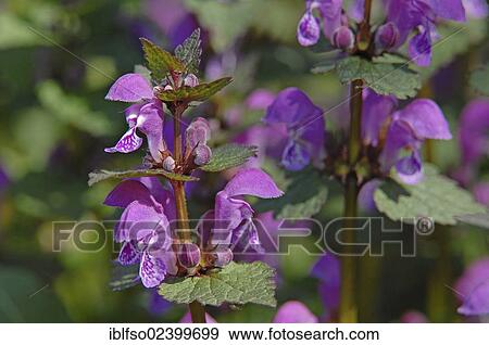 Stock Photo - "Spotted Deadnettle, Spotted Henbit (Lamium maculatum), Hainich National Park near Eisenach, Thuringia, Germany, Europe". Fotosearch
