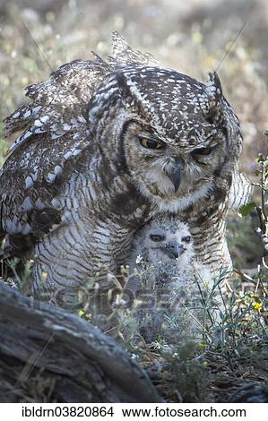 "Spotted Eagle-Owl (Bubo africanus) with chick, Kgalagadi Transfrontier Park, Northern Cape, South Africa, Africa" View Large Photo Image Picture - "Spotted Eagle-Owl (Bubo africanus) with chick, Kgalagadi Transfrontier Park, Northern Cape, South Africa, Africa". Fotosearch