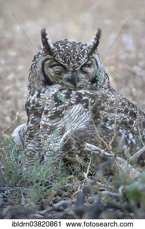 "Spotted Eagle-Owl (Bubo africanus), Kgalagadi Transfrontier Park, Northern Cape, South Africa, Africa" View Large Photo Image Stock Image - "Spotted Eagle-Owl (Bubo africanus), Kgalagadi Transfrontier Park, Northern Cape, South Africa, Africa". Fotosearch