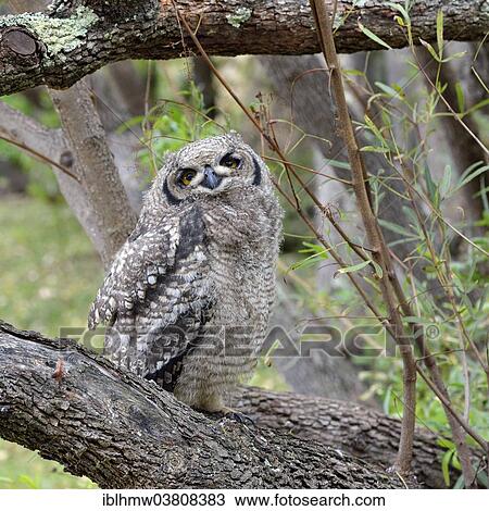 "Spotted Eagle-Owl (Bubo africanus), young bird, Kirstenbosch National Botanical Garden, Cape Town, Western Cape, South Africa, Africa" View Large Photo Image Stock Image - "Spotted Eagle-Owl (Bubo africanus), young bird, Kirstenbosch National Botanical Garden, Cape Town, Western Cape, South Africa, Africa". Fotosearch