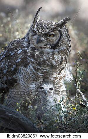 "Spotted Eagle-Owl (Bubo africanus) with chick, Kgalagadi Transfrontier Park, Northern Cape, South Africa, Africa" View Large Photo Image Stock Photo - "Spotted Eagle-Owl (Bubo africanus) with chick, Kgalagadi Transfrontier Park, Northern Cape, South Africa, Africa". Fotosearch