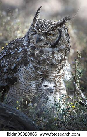 "Spotted Eagle-Owl (Bubo africanus) with chick, Kgalagadi Transfrontier Park, Northern Cape, South Africa, Africa" View Large Photo Image Stock Photograph - "Spotted Eagle-Owl (Bubo africanus) with chick, Kgalagadi Transfrontier Park, Northern Cape, South Africa, Africa". Fotosearch