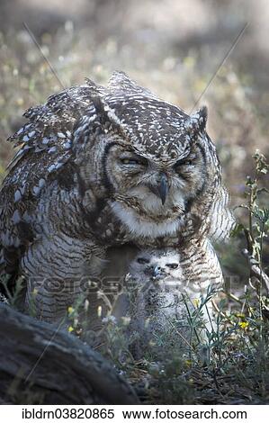 "Spotted Eagle-Owl (Bubo africanus) with chick, Kgalagadi Transfrontier Park, Northern Cape, South Africa, Africa" View Large Photo Image Stock Photography - "Spotted Eagle-Owl (Bubo africanus) with chick, Kgalagadi Transfrontier Park, Northern Cape, South Africa, Africa". Fotosearch