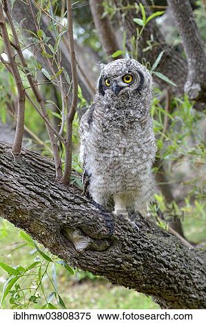 "Spotted Eagle-Owl (Bubo africanus), young bird, Kirstenbosch National Botanical Garden, Cape Town, Western Cape, South Africa, Africa" View Large Photo Image Stock Photography - "Spotted Eagle-Owl (Bubo africanus), young bird, Kirstenbosch National Botanical Garden, Cape Town, Western Cape, South Africa, Africa". Fotosearch