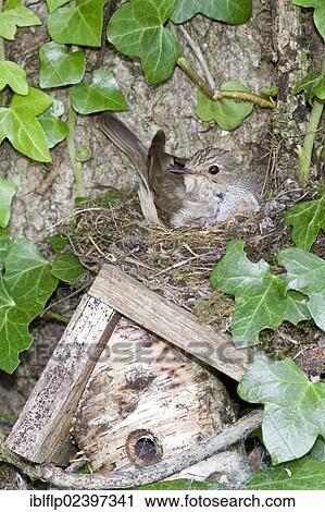 Stock Image - Spotted Flycatcher (Muscicapa striata) nesting on solitary bee hive. Fotosearch