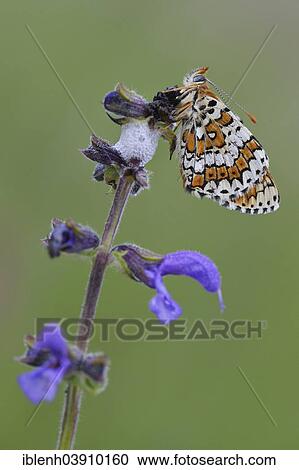Stock Image - "Spotted Fritillary or Red-band Fritillary (Melitaea didyma), Baden-Wurttemberg, Germany, Europe". Fotosearch