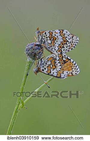 "Spotted Fritillary or Red-band Fritillary (Melitaea didyma), mating butterflies, Baden-Wurttemberg, Germany, Europe" View Large Photo Image Stock Photo - "Spotted Fritillary or Red-band Fritillary (Melitaea didyma), mating butterflies, Baden-Wurttemberg, Germany, Europe". Fotosearch
