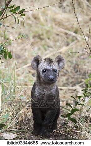"Spotted Hyaena (Crocuta crocuta), cub, Kruger National Park, South Africa, Africa" View Large Photo Image Stock Photography - "Spotted Hyaena (Crocuta crocuta), cub, Kruger National Park, South Africa, Africa". Fotosearch