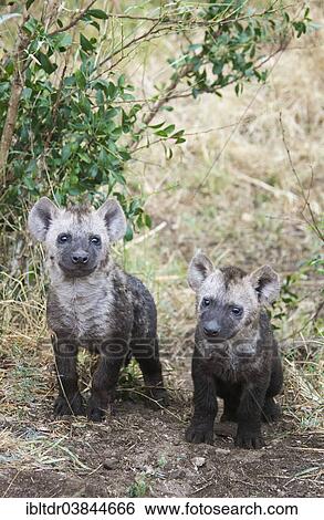 "Spotted Hyaena (Crocuta crocuta), two cubs, Kruger National Park, South Africa, Africa" View Large Photo Image Stock Photograph - "Spotted Hyaena (Crocuta crocuta), two cubs, Kruger National Park, South Africa, Africa". Fotosearch