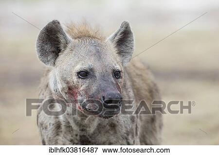 "Spotted Hyena (Crocuta crocuta) blood smeared across its face after feeding, Liuwa Plain National Park, Western Province, Zambia, Africa" View Large Photo Image Stock Photo - "Spotted Hyena (Crocuta crocuta) blood smeared across its face after feeding, Liuwa Plain National Park, Western Province, Zambia, Africa". Fotosearch