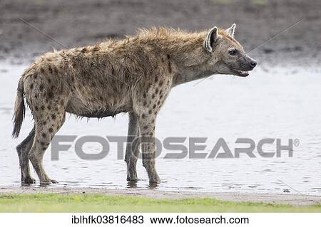 "Spotted Hyena (Crocuta crocuta), Liuwa Plain National Park, Western Province, Zambia, Africa" View Large Photo Image Stock Image - "Spotted Hyena (Crocuta crocuta), Liuwa Plain National Park, Western Province, Zambia, Africa". Fotosearch