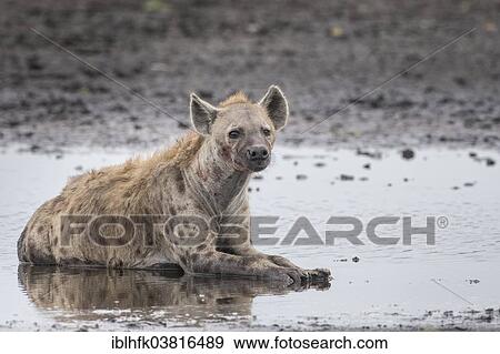 "Spotted Hyena (Crocuta crocuta), Liuwa Plain National Park, Western Province, Zambia, Africa" View Large Photo Image Stock Photo - "Spotted Hyena (Crocuta crocuta), Liuwa Plain National Park, Western Province, Zambia, Africa". Fotosearch