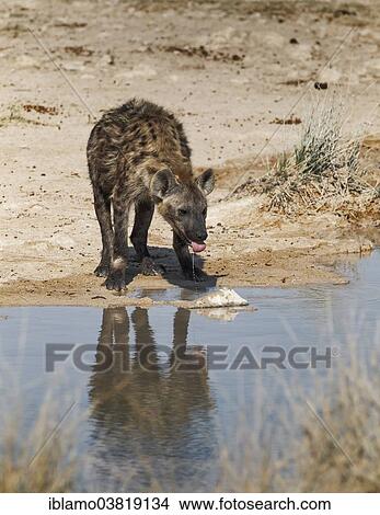 Picture - "Spotted Hyena (Crocuta crocuta) drinking, Salvadora waterhole, Etosha National Park, Namibia, Africa". Fotosearch
