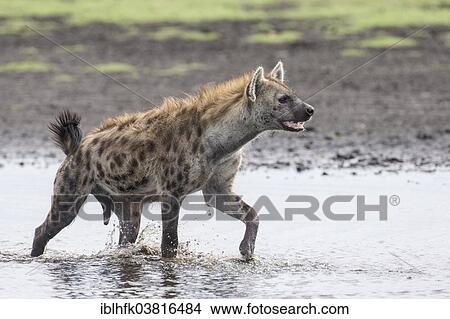 "Spotted Hyena (Crocuta crocuta) walking through water, Liuwa Plain National Park, Western Province, Zambia, Africa" View Large Photo Image Picture - "Spotted Hyena (Crocuta crocuta) walking through water, Liuwa Plain National Park, Western Province, Zambia, Africa". Fotosearch