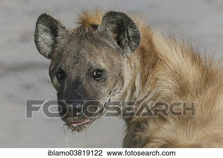 "Spotted Hyena (Crocuta crocuta) looking over shoulder, portrait, Etosha National Park, Namibia, Africa" View Large Photo Image Stock Image - "Spotted Hyena (Crocuta crocuta) looking over shoulder, portrait, Etosha National Park, Namibia, Africa". Fotosearch