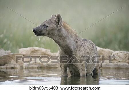 "Spotted Hyena (Crocuta crocuta), Kgalagadi Transfrontier Park, South Africa, Africa" View Large Photo Image Stock Image - "Spotted Hyena (Crocuta crocuta), Kgalagadi Transfrontier Park, South Africa, Africa". Fotosearch