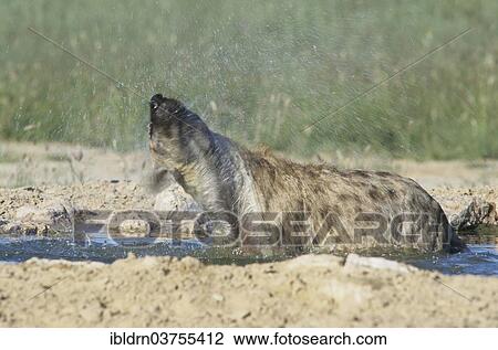 "Spotted Hyena (Crocuta crocuta) shaking water off its fur, Kgalagadi Transfrontier Park, South Africa, Africa" View Large Photo Image Stock Image - "Spotted Hyena (Crocuta crocuta) shaking water off its fur, Kgalagadi Transfrontier Park, South Africa, Africa". Fotosearch