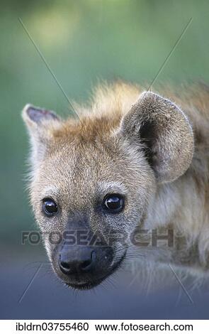 "Spotted Hyena (Crocuta crocuta), young, cub, Kgalagadi Transfrontier Park, South Africa, Africa" View Large Photo Image Stock Image - "Spotted Hyena (Crocuta crocuta), young, cub, Kgalagadi Transfrontier Park, South Africa, Africa". Fotosearch