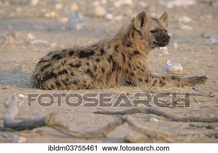 Stock Image - "Spotted Hyena (Crocuta crocuta), Kgalagadi Transfrontier Park, Nossob, South Africa, Africa". Fotosearch