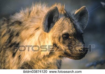 Stock Image - "Spotted hyena (Crocuta crocuta), Kgalagadi Transfrontier Park, Northern Cape, South Africa, Africa". Fotosearch