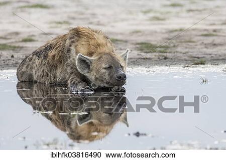 "Spotted Hyena (Crocuta crocuta) resting, Liuwa Plain National Park, Western Province, Zambia, Africa" View Large Photo Image Stock Image - "Spotted Hyena (Crocuta crocuta) resting, Liuwa Plain National Park, Western Province, Zambia, Africa". Fotosearch