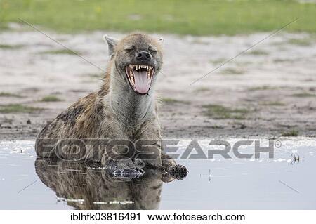 "Spotted Hyena (Crocuta crocuta) yawning, Liuwa Plain National Park, Western Province, Zambia, Africa" View Large Photo Image Stock Image - "Spotted Hyena (Crocuta crocuta) yawning, Liuwa Plain National Park, Western Province, Zambia, Africa". Fotosearch