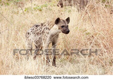 Stock Image - "Spotted Hyena (Crocuta crocuta), Etosha-Nationalpark, Namutoni, Namibia, Africa". Fotosearch