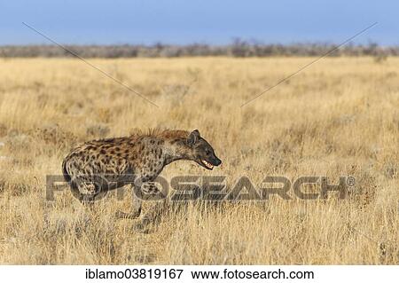 "Spotted Hyena (Crocuta crocuta) running through grass, Etosha National Park, Namibia, Africa" View Large Photo Image Stock Photo - "Spotted Hyena (Crocuta crocuta) running through grass, Etosha National Park, Namibia, Africa". Fotosearch