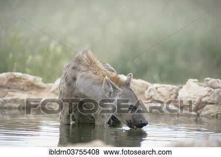 Stock Photo - "Spotted Hyena (Crocuta crocuta), Kgalagadi Transfrontier Park, South Africa, Africa". Fotosearch