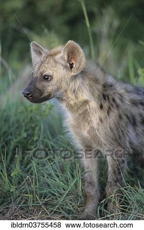 Stock Photo - "Spotted Hyena (Crocuta crocuta), young, cub, Kgalagadi Transfrontier Park, South Africa, Africa". Fotosearch