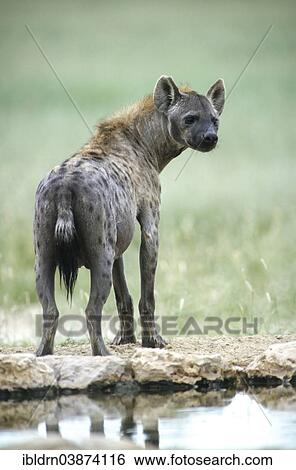 "Spotted hyena (Crocuta crocuta), Kgalagadi Transfrontier Park, Northern Cape, South Africa, Africa" View Large Photo Image Stock Photograph - "Spotted hyena (Crocuta crocuta), Kgalagadi Transfrontier Park, Northern Cape, South Africa, Africa". Fotosearch