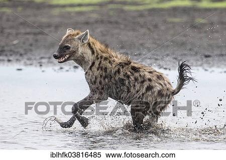 "Spotted Hyena (Crocuta crocuta) running through water, Liuwa Plain National Park, Western Province, Zambia, Africa" View Large Photo Image Stock Photography - "Spotted Hyena (Crocuta crocuta) running through water, Liuwa Plain National Park, Western Province, Zambia, Africa". Fotosearch