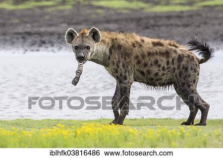 "Spotted Hyena (Crocuta crocuta) with foot of prey, Liuwa Plain National Park, Western Province, Zambia, Africa" View Large Photo Image Stock Photograph - "Spotted Hyena (Crocuta crocuta) with foot of prey, Liuwa Plain National Park, Western Province, Zambia, Africa". Fotosearch