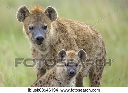 "Spotted Hyena or Laughing Hyena (Crocuta crocuta) adult with cub, Massai Mara, Serengeti, Rift Valley province, Kenya, Africa" View Large Photo Image Picture - "Spotted Hyena or Laughing Hyena (Crocuta crocuta) adult with cub, Massai Mara, Serengeti, Rift Valley province, Kenya, Africa". Fotosearch