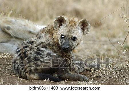 "Spotted Hyena or Laughing Hyena (Crocuta crocuta), Kruger National Park, South Africa, Africa" View Large Photo Image Stock Image - "Spotted Hyena or Laughing Hyena (Crocuta crocuta), Kruger National Park, South Africa, Africa". Fotosearch