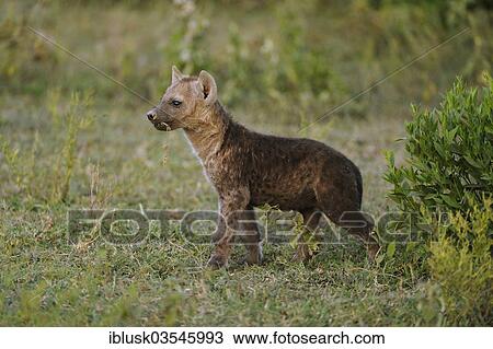"Spotted Hyena or Laughing Hyena (Crocuta crocuta) cub, Serengeti, Tanzania, Africa" View Large Photo Image Stock Image - "Spotted Hyena or Laughing Hyena (Crocuta crocuta) cub, Serengeti, Tanzania, Africa". Fotosearch