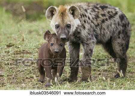 "Spotted Hyena or Laughing Hyena (Crocuta crocuta) adult with cub, Massai Mara, Serengeti, Rift Valley province, Kenya, Africa" View Large Photo Image Stock Image - "Spotted Hyena or Laughing Hyena (Crocuta crocuta) adult with cub, Massai Mara, Serengeti, Rift Valley province, Kenya, Africa". Fotosearch