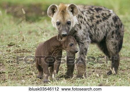 "Spotted Hyena or Laughing Hyena (Crocuta crocuta) adult with cub, Massai Mara, Serengeti, Rift Valley province, Kenya, Africa" View Large Photo Image Stock Image - "Spotted Hyena or Laughing Hyena (Crocuta crocuta) adult with cub, Massai Mara, Serengeti, Rift Valley province, Kenya, Africa". Fotosearch