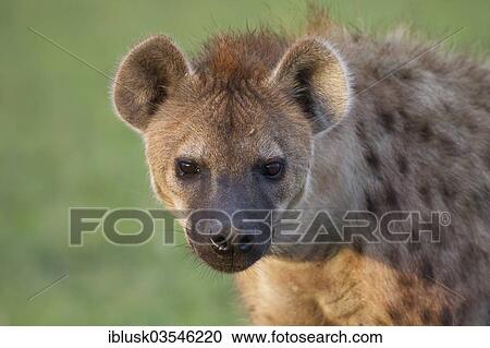 "Spotted Hyena or Laughing Hyena (Crocuta crocuta), Massai Mara, Serengeti, Rift Valley province, Kenya, Africa" View Large Photo Image Stock Image - "Spotted Hyena or Laughing Hyena (Crocuta crocuta), Massai Mara, Serengeti, Rift Valley province, Kenya, Africa". Fotosearch