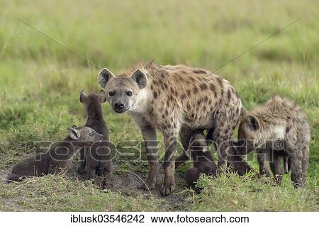 Stock Image - "Spotted Hyena or Laughing Hyena (Crocuta crocuta) with cubs, Massai Mara, Serengeti, Rift Valley province, Kenya, Africa". Fotosearch