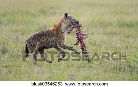 "Spotted Hyena or Laughing Hyena (Crocuta crocuta) running with carrion in its mouth, Massai Mara, Serengeti, Rift Valley province, Kenya, Africa" View Large Photo Image Stock Image - "Spotted Hyena or Laughing Hyena (Crocuta crocuta) running with carrion in its mouth, Massai Mara, Serengeti, Rift Valley province, Kenya, Africa". Fotosearch