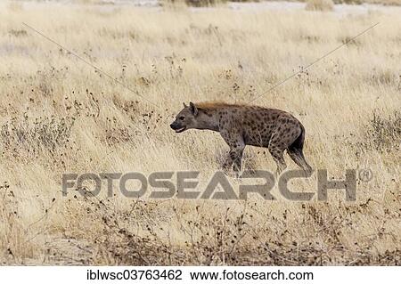 "Spotted Hyena or Laughing Hyena (Crocuta crocuta), Etosha National Park, Namibia, Africa" View Large Photo Image Stock Image - "Spotted Hyena or Laughing Hyena (Crocuta crocuta), Etosha National Park, Namibia, Africa". Fotosearch