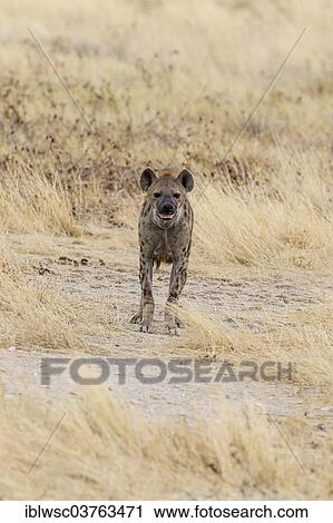 "Spotted Hyena or Laughing Hyena (Crocuta crocuta), Etosha National Park, Namibia, Africa" View Large Photo Image Stock Image - "Spotted Hyena or Laughing Hyena (Crocuta crocuta), Etosha National Park, Namibia, Africa". Fotosearch