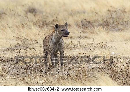 "Spotted Hyena or Laughing Hyena (Crocuta crocuta), Etosha National Park, Namibia, Africa" View Large Photo Image Stock Image - "Spotted Hyena or Laughing Hyena (Crocuta crocuta), Etosha National Park, Namibia, Africa". Fotosearch