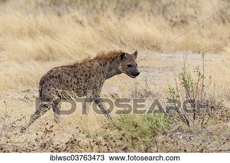 "Spotted Hyena or Laughing Hyena (Crocuta crocuta), Etosha National Park, Namibia, Africa" View Large Photo Image Stock Image - "Spotted Hyena or Laughing Hyena (Crocuta crocuta), Etosha National Park, Namibia, Africa". Fotosearch
